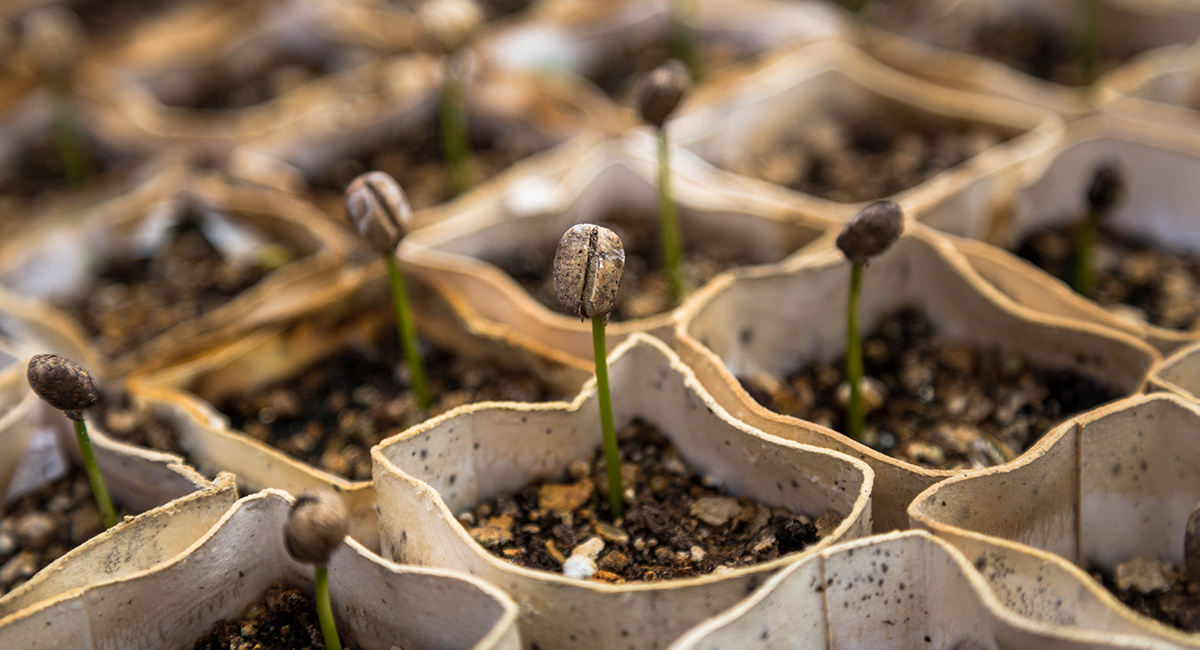 Baby Plants