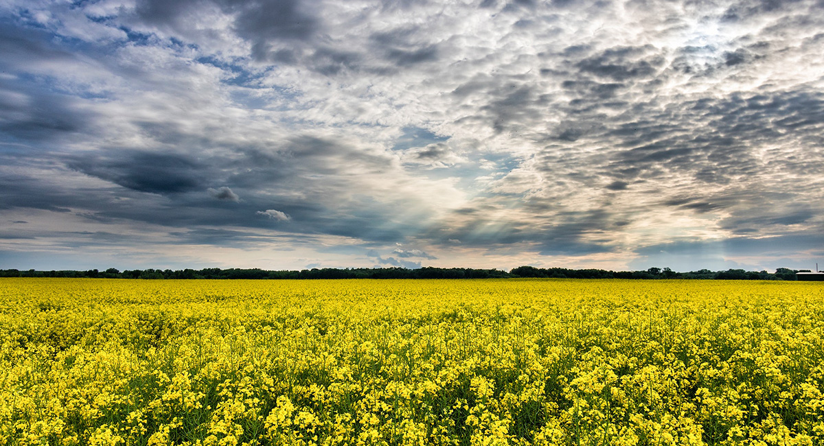 Där rapsen alltid blommar